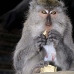 monkey_macaque_balinese_mf_ubud_v_0926_bal4641.jpg